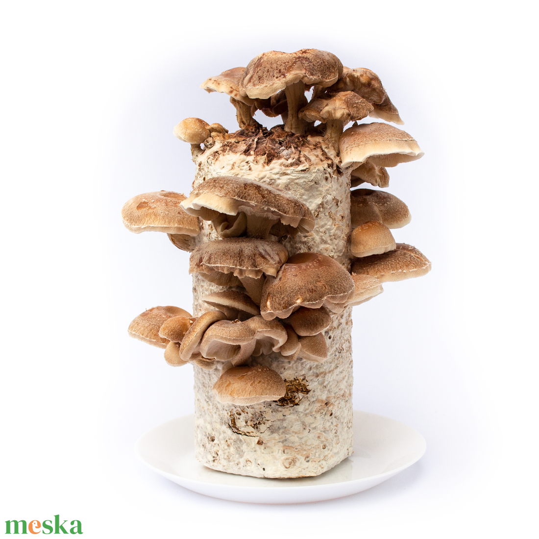 Kolonizálásra váró/kolonizált, otthoni shiitake gomba termesztő blokk - diy (csináld magad) - egységcsomag - Meska.hu Kolonizálásra váró/kolonizált, otthoni shiitake gomba termesztő blokk - diy (csináld magad) - egységcsomag - Meska.hu