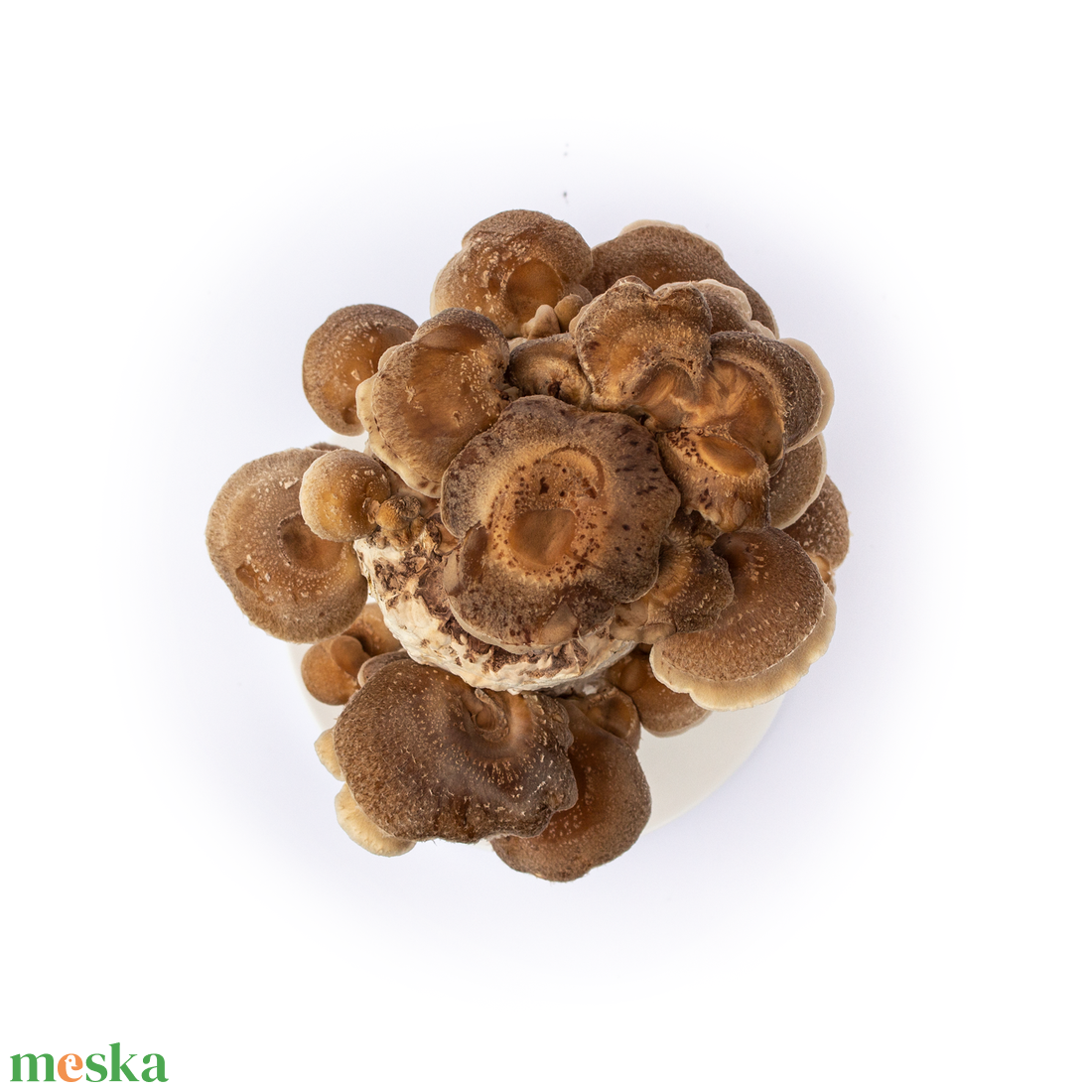 Kolonizálásra váró/kolonizált, otthoni shiitake gomba termesztő blokk - diy (csináld magad) - egységcsomag - Meska.hu Kolonizálásra váró/kolonizált, otthoni shiitake gomba termesztő blokk - diy (csináld magad) - egységcsomag - Meska.hu