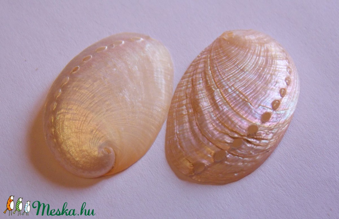 Abalone tengeri kagylóhéj - kellékek & szerszámok - gyöngyfűzés kellékek - egyéb alkatrész - Meska.hu Abalone tengeri kagylóhéj - kellékek & szerszámok - gyöngyfűzés kellékek - egyéb alkatrész - Meska.hu