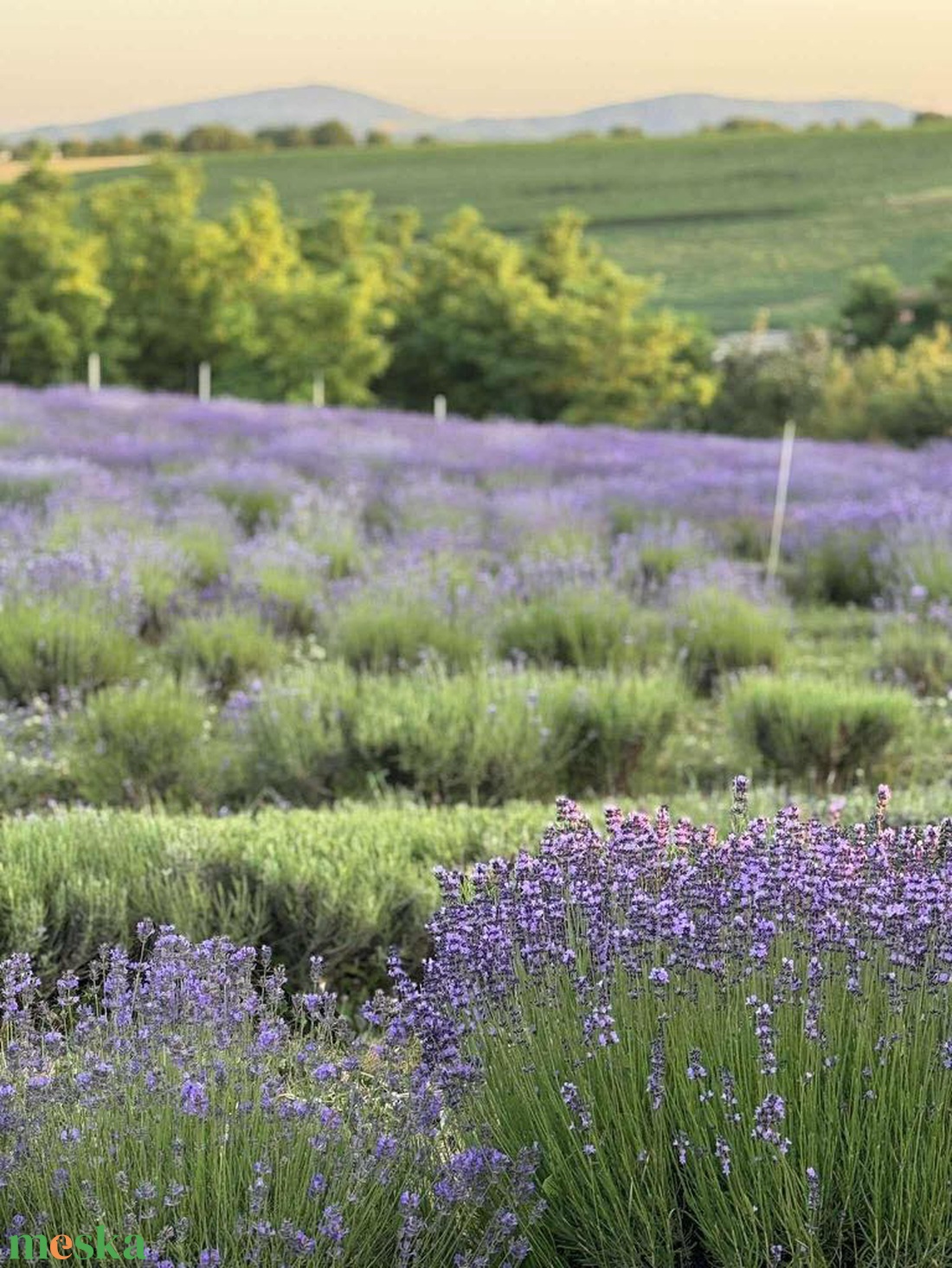 Levendula Illóolaj 10ml (Lavandula Angustifolia) - kellékek & szerszámok - kozmetikai alapanyag - illóolajok - Meska.hu