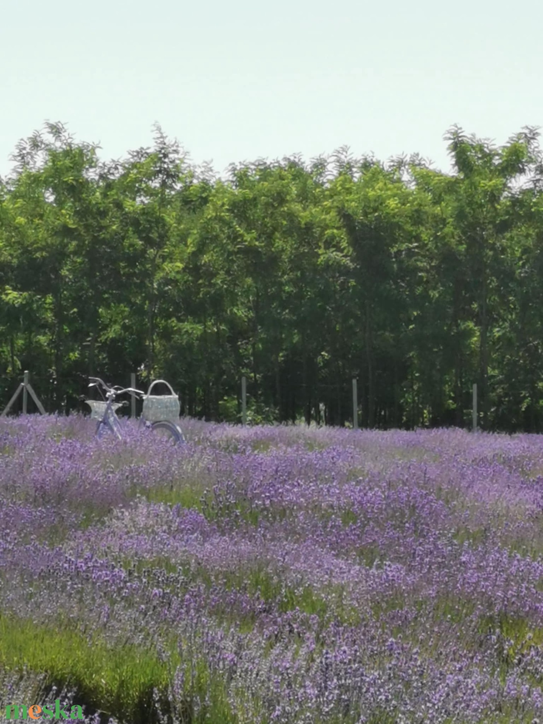 Kistermelői Kézműves Fügelevél  500ml - élelmiszer - szörp - Meska.hu