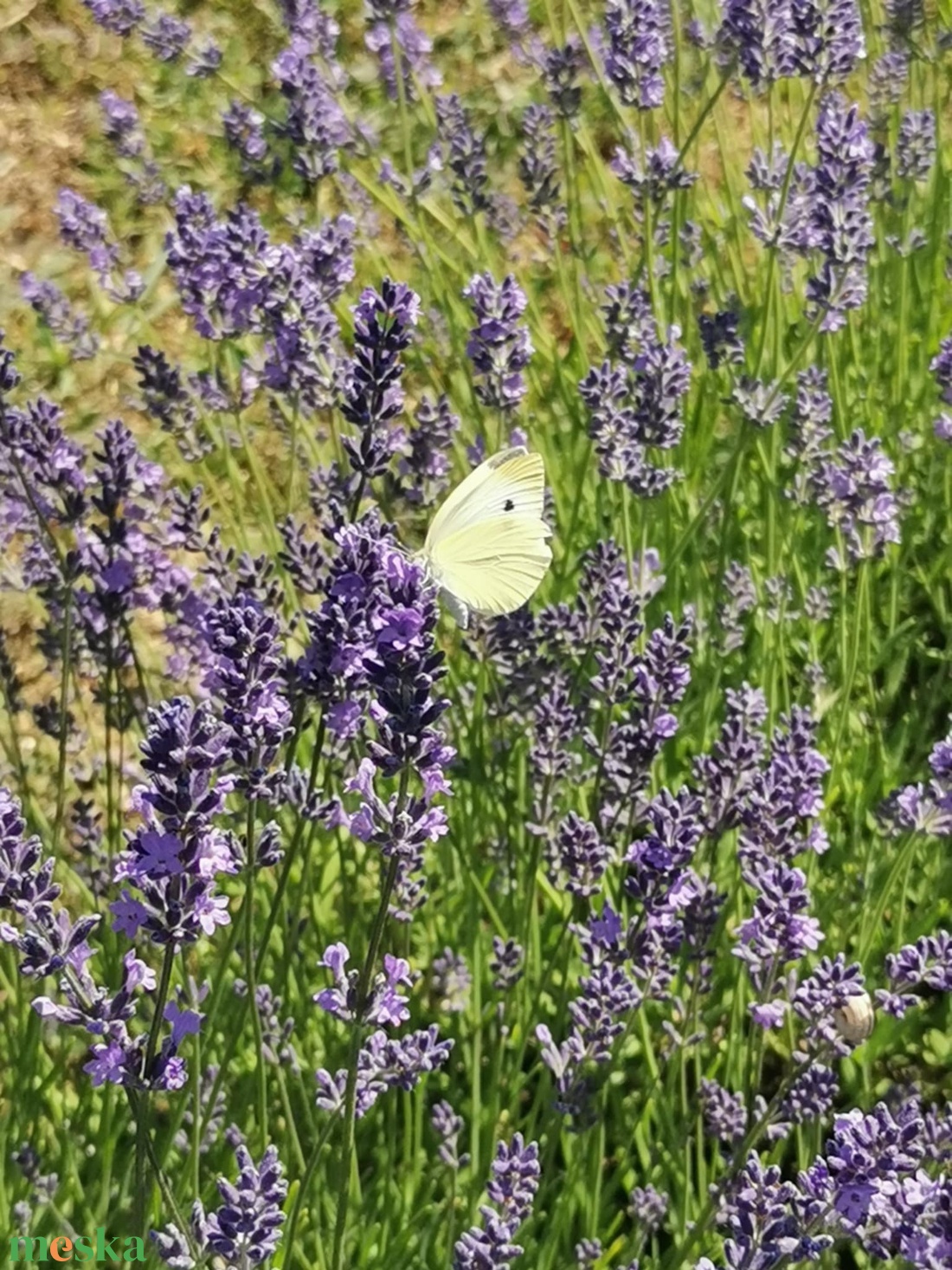 Kistermelői Kézműves Levendula Szörp mentával  és citromfűvel ízesítve   500ml - élelmiszer - szörp - Meska.hu