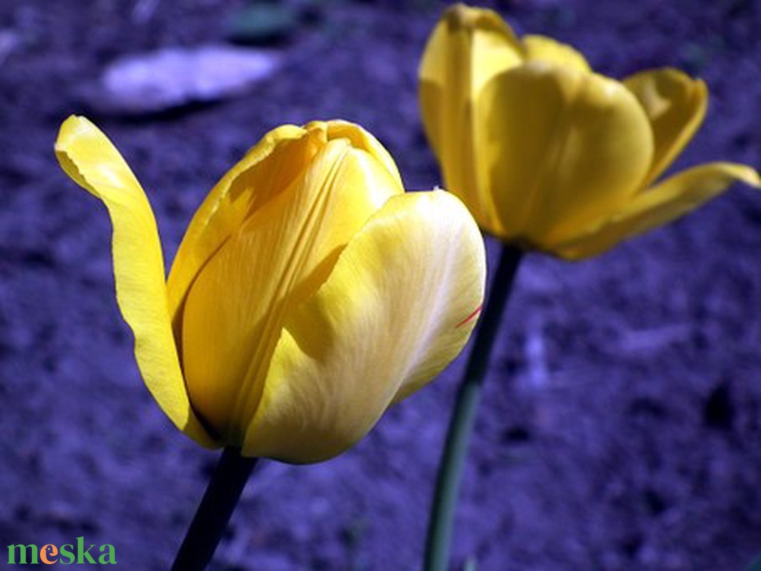 Napsugaras tulipánok kaspó - otthon & lakás - dekoráció - virágdísz és tartó - cserép & kaspó - Meska.hu