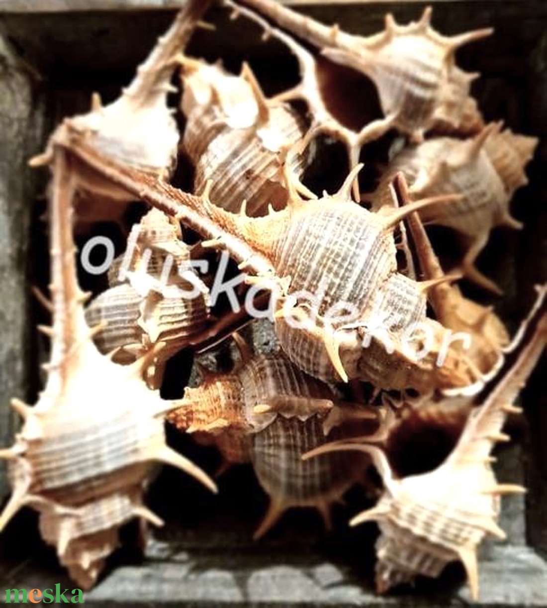 Fésűscsiga, natúr, tenger, nyár, 3 - 10cm, 5db/cs. - kellékek & szerszámok - dekorációs kellékek - egyéb kellékek - Meska.hu Fésűscsiga, natúr, tenger, nyár, 3 - 10cm, 5db/cs. - kellékek & szerszámok - dekorációs kellékek - egyéb kellékek - Meska.hu