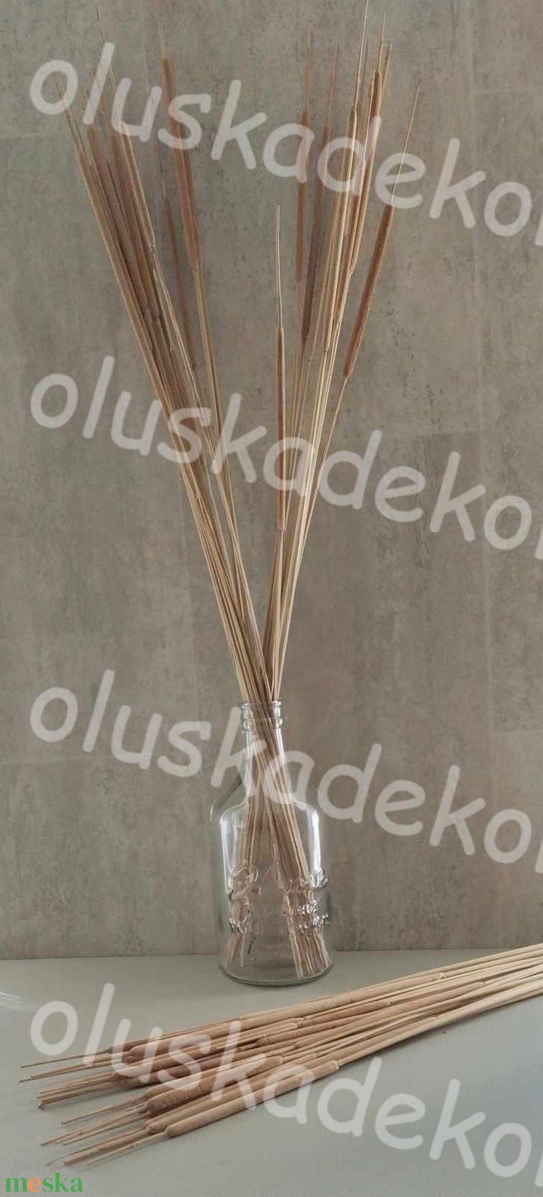 Indiai typha, szárított dekorációs növény, 65 - 80cm - kellékek & szerszámok - dekorációs kellékek - egyéb kellékek - Meska.hu