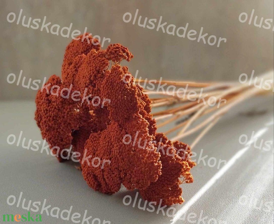 Achillea, Cickafark, natúr és színes, száraz dekor növény, 60 - 70cm - kellékek & szerszámok - dekorációs kellékek - egyéb kellékek - Meska.hu Achillea, Cickafark, natúr és színes, száraz dekor növény, 60 - 70cm - kellékek & szerszámok - dekorációs kellékek - egyéb kellékek - Meska.hu