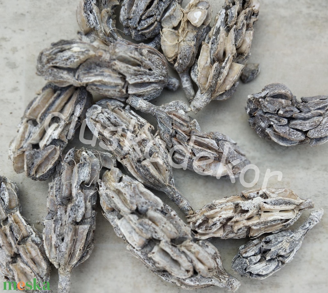 Száraztermés, magnólia, termés, dekorációs termék, 50gr./cs. - kellékek & szerszámok - dekorációs kellékek - termések, terméscsomagok - Meska.hu