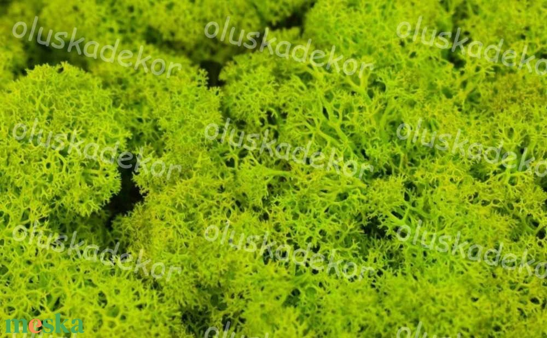 Izlandi zuzmó, Rénszarvas moha természetes, tartósított dekorációs alapanyag, sok szín, 50gr./cs. - kellékek & szerszámok - dekorációs kellékek - egyéb kellékek - Meska.hu