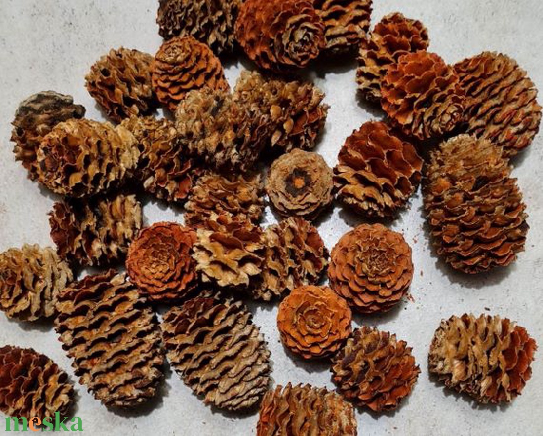 Meridianum termés, száraztermés, nagy, gazdaságos kiszerelésben, dekorációs alapanyag - kellékek & szerszámok - dekorációs kellékek - termések, terméscsomagok - Meska.hu