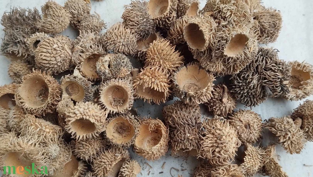 Tölgykupak, bársonyos, szőrös tölgykupak, száraztermés, dekorációs alapanyag, 30gr./cs. - kellékek & szerszámok - dekorációs kellékek - egyéb kellékek - Meska.hu