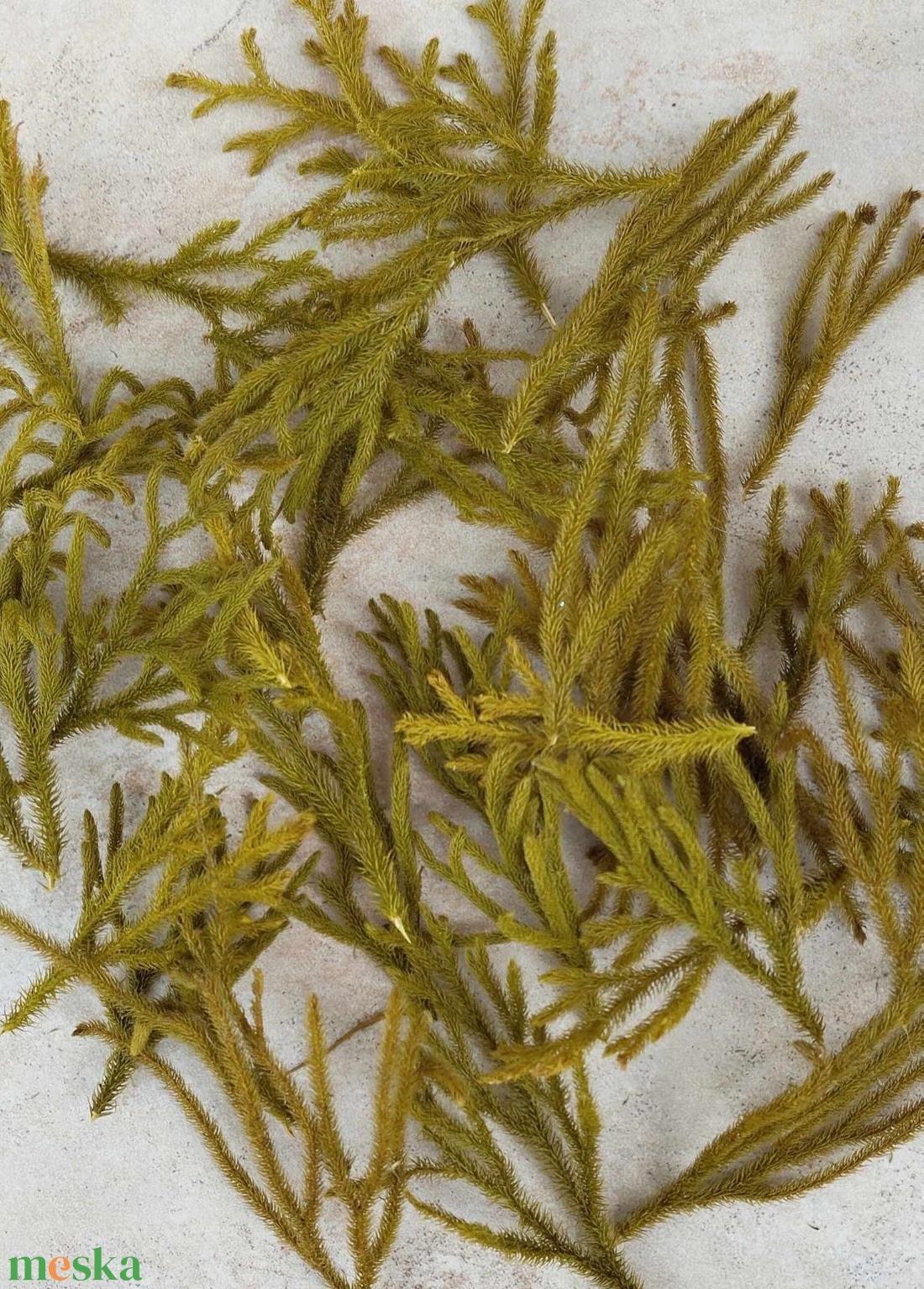 Lycopodium ágacskák, tartósított, zöld kreatív, hobby, dekorációs növény, 10gr/cs. - kellékek & szerszámok - dekorációs kellékek - egyéb kellékek - Meska.hu
