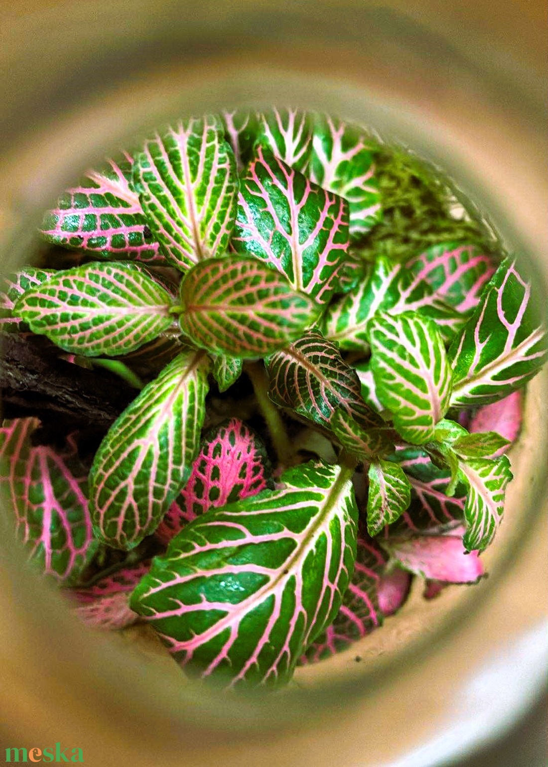 Fakéreggel feldobva - 1 L-es önfenntartó florárium - otthon & életmód - dekoráció - asztal és polc dekoráció - florárium, terrárium - Meska.hu