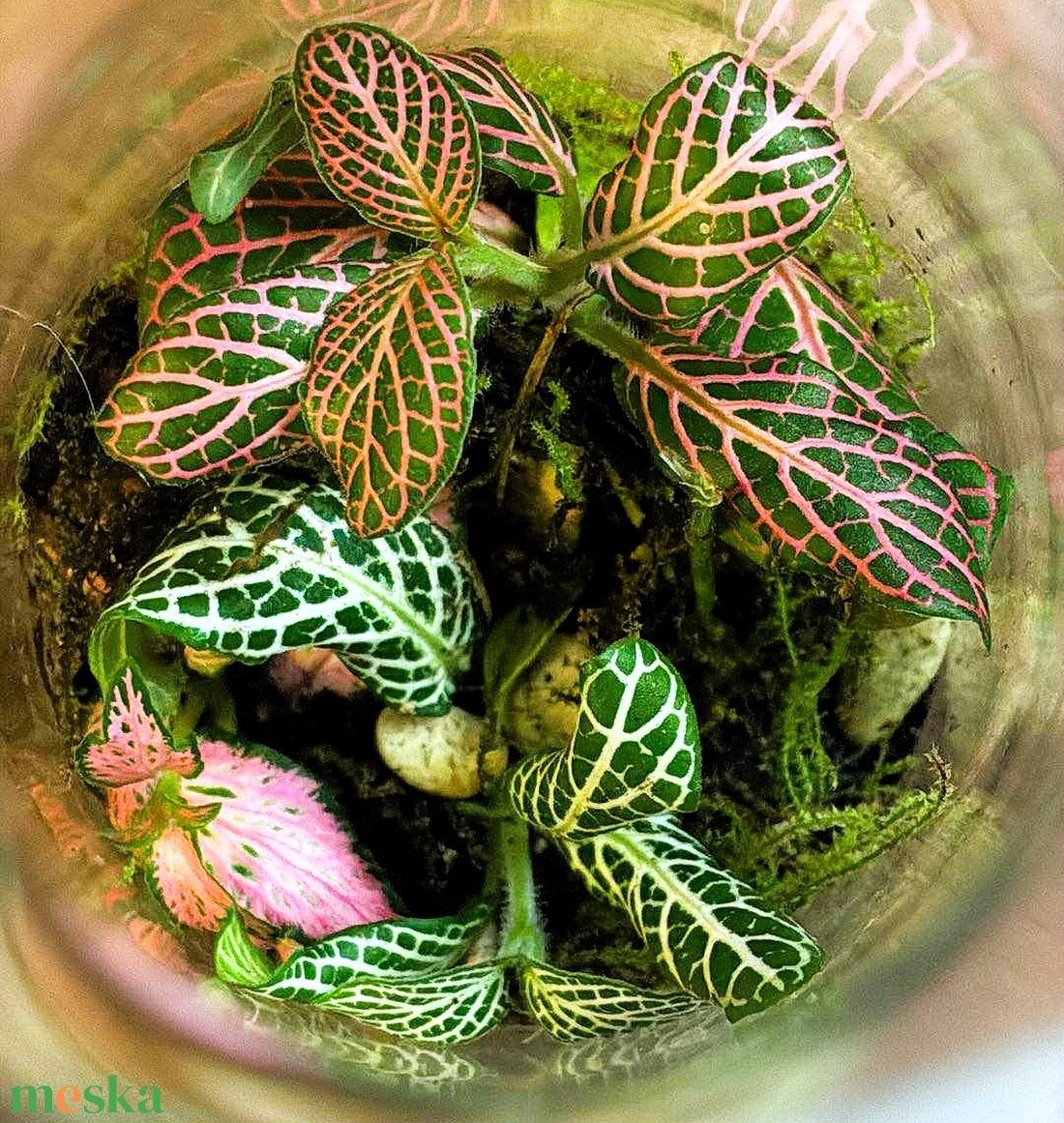 Karcsú kecsesség - 0,5 L-es önfenntartó florárium - otthon & életmód - dekoráció - asztal és polc dekoráció - florárium, terrárium - Meska.hu