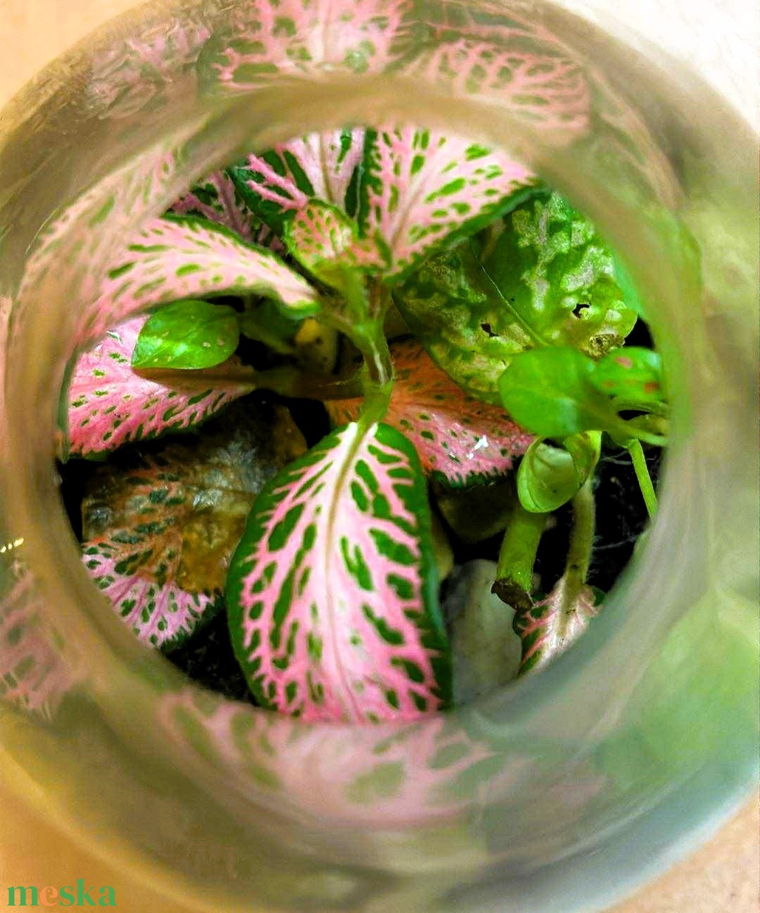 Lombikba zárva - 2 dl-es önfenntartó florárium - otthon & életmód - dekoráció - asztal és polc dekoráció - florárium, terrárium - Meska.hu