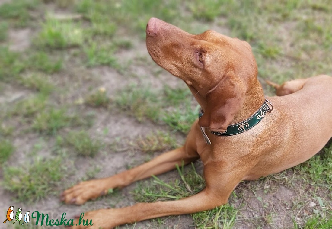 AKCIÓ! Sötétzöld bőr nyakörv közepes méretű kutyának - otthon & lakás - kisállatoknak - kutyáknak - Meska.hu