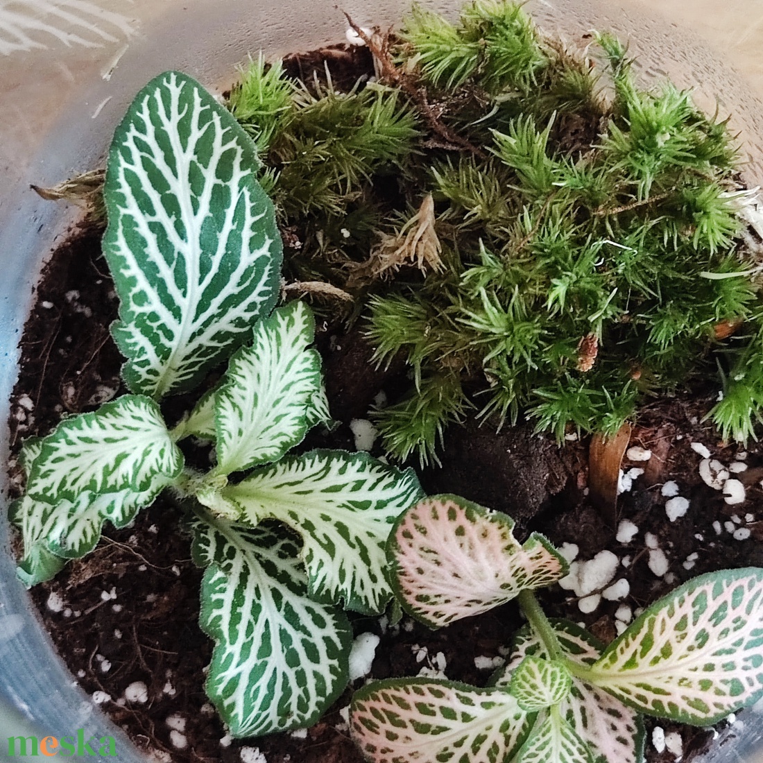 Florárium hőlegballonnal - otthon & életmód - dekoráció - asztal és polc dekoráció - florárium, terrárium - Meska.hu