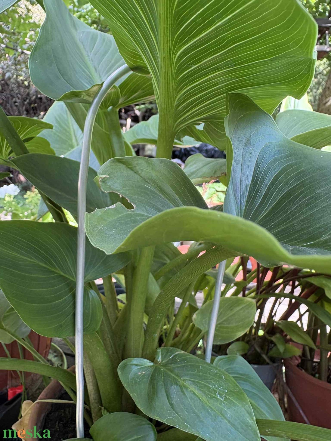 Arcadia matt ezüst - otthon & életmód - dekoráció - virágdísz és tartó - virágtartó - Meska.hu Arcadia matt ezüst - otthon & életmód - dekoráció - virágdísz és tartó - virágtartó - Meska.hu