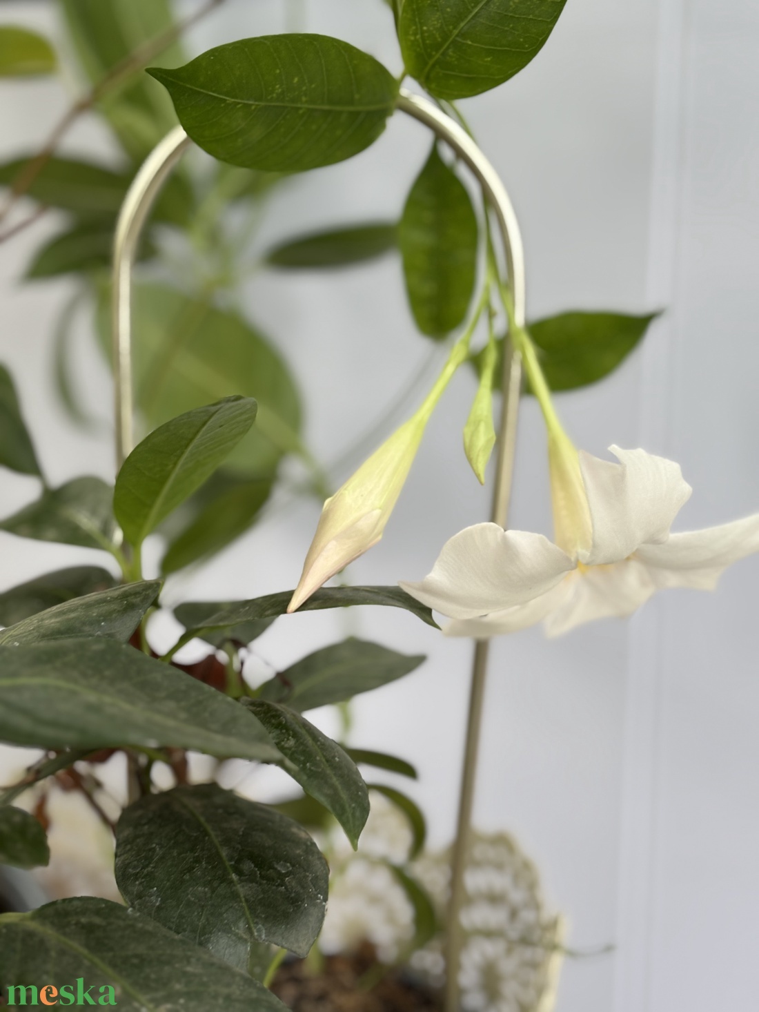 Arcadia arany - otthon & életmód - dekoráció - virágdísz és tartó - virágtartó - Meska.hu Arcadia arany - otthon & életmód - dekoráció - virágdísz és tartó - virágtartó - Meska.hu