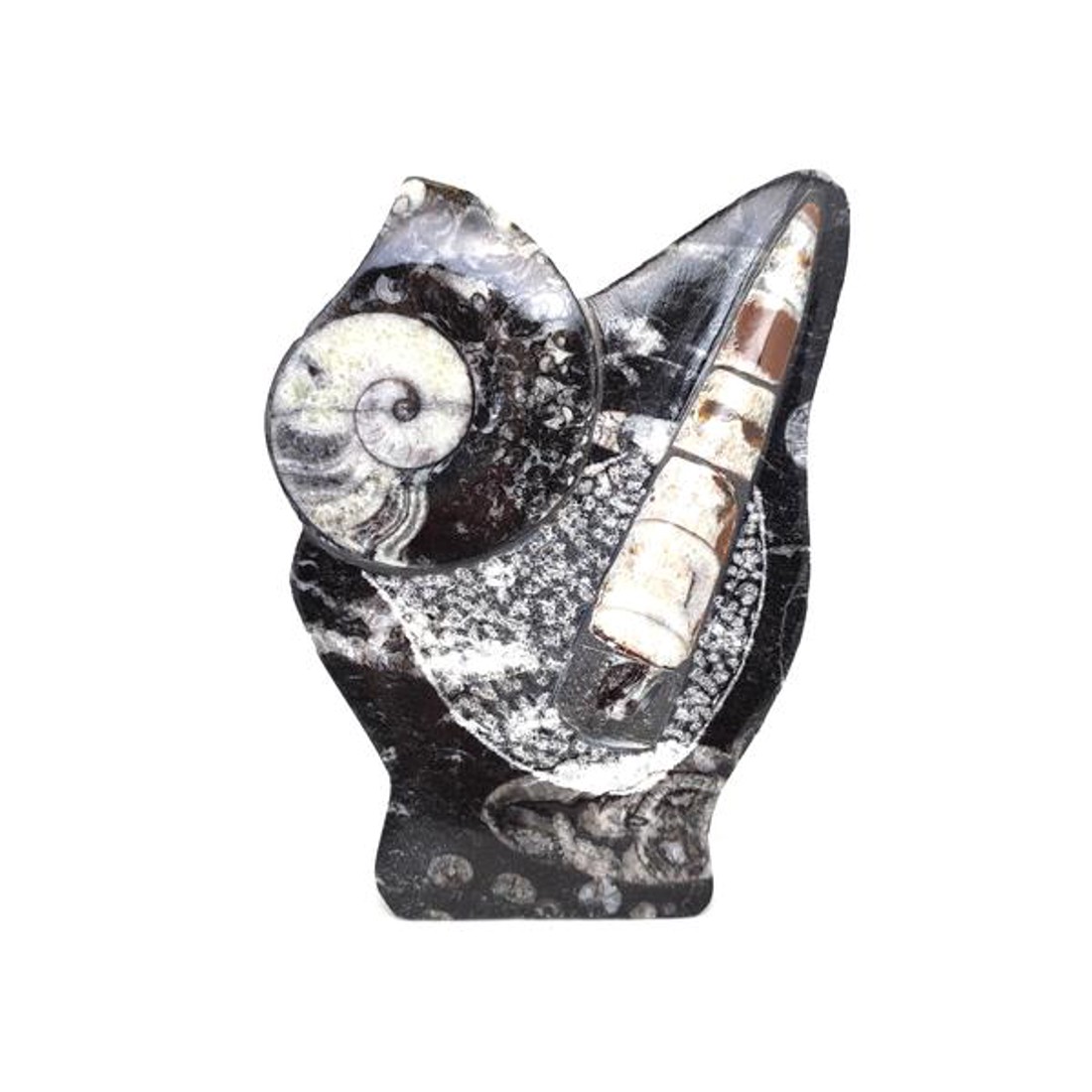 Álló Ortocerász és Ammonitesz fosszília dísz 15cm  Marokkói fekete kőzet - kellékek & szerszámok - ásvány alapanyag - Meska.hu