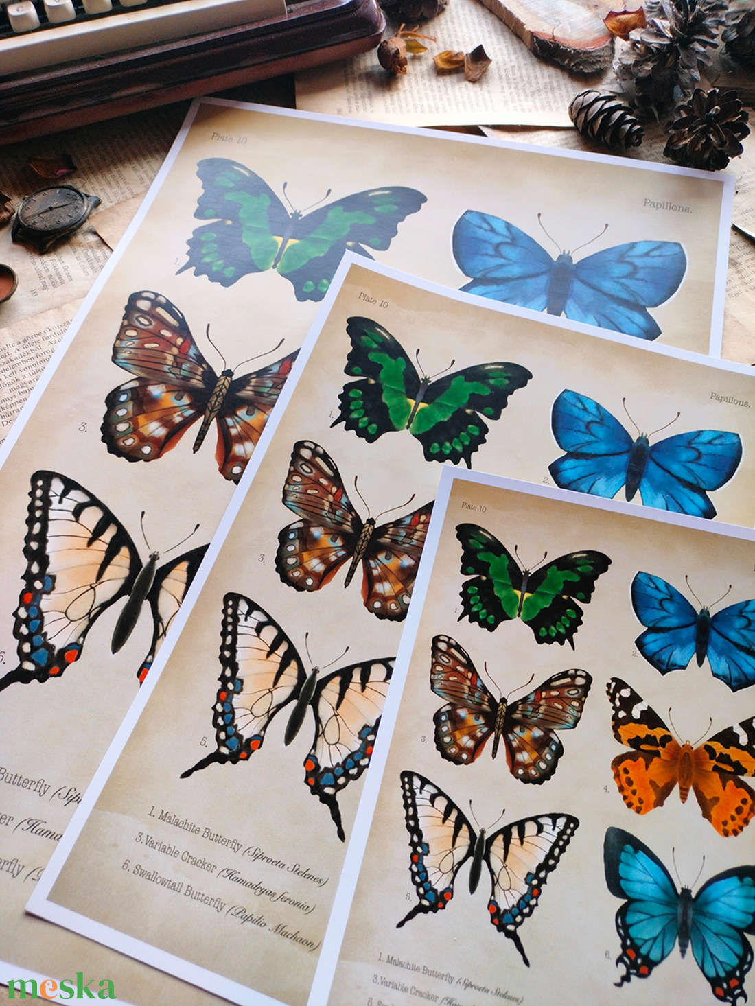 Pillangós print - Vintage poszter - A5, A4, A3- Botanikai illusztráció - Pillangó poszter - Papillon fali kép - otthon & lakás - dekoráció - kép & falikép - poszter - Meska.hu