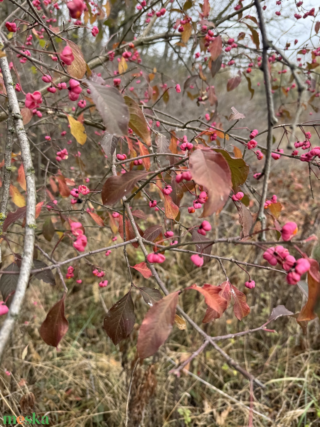 Kecskerágó koszorú - otthon & életmód - dekoráció - virágdísz és tartó - koszorú - Meska.hu