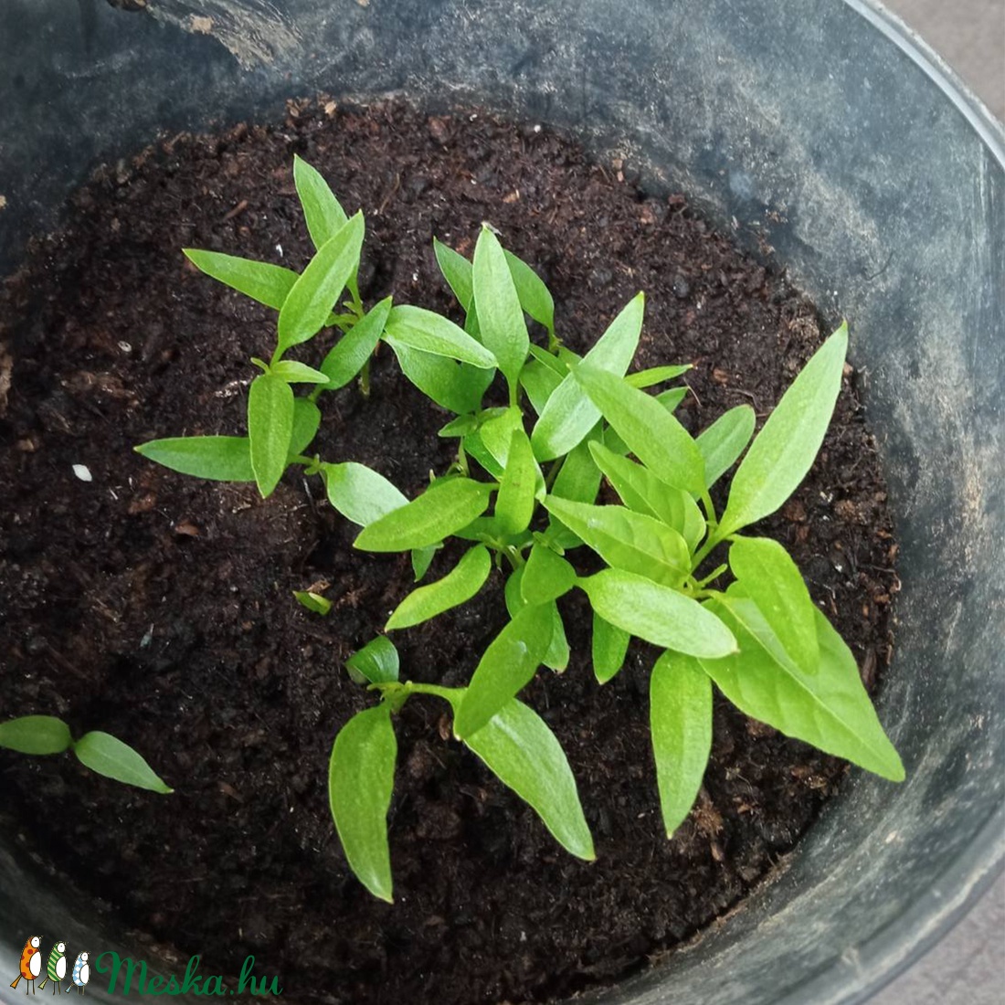 FLOWER SEED köszönőajándék (zero waste) - esküvő - dekoráció - Meska.hu