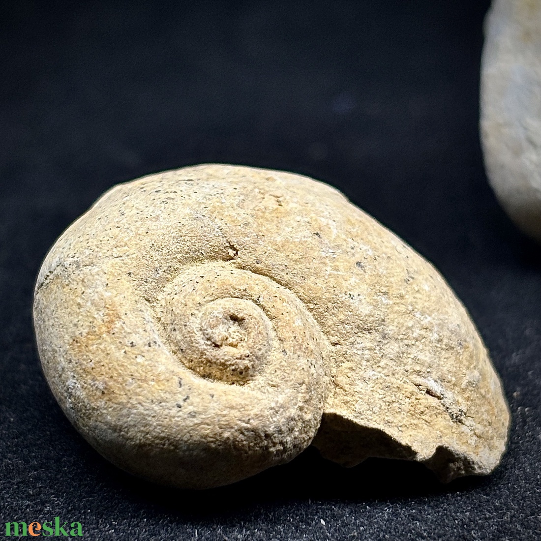 Kréta kori csiga fosszíliák - kellékek & szerszámok - gyöngyfűzés kellékek - preciosa kristály - Meska.hu Kréta kori csiga fosszíliák - kellékek & szerszámok - gyöngyfűzés kellékek - preciosa kristály - Meska.hu