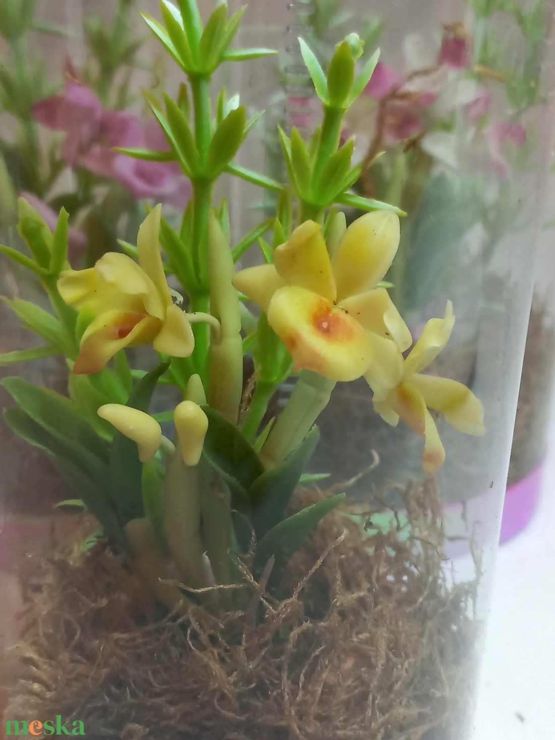 Dobozos orchidea - otthon & életmód - dekoráció - dísztárgy - Meska.hu Dobozos orchidea - otthon & életmód - dekoráció - dísztárgy - Meska.hu