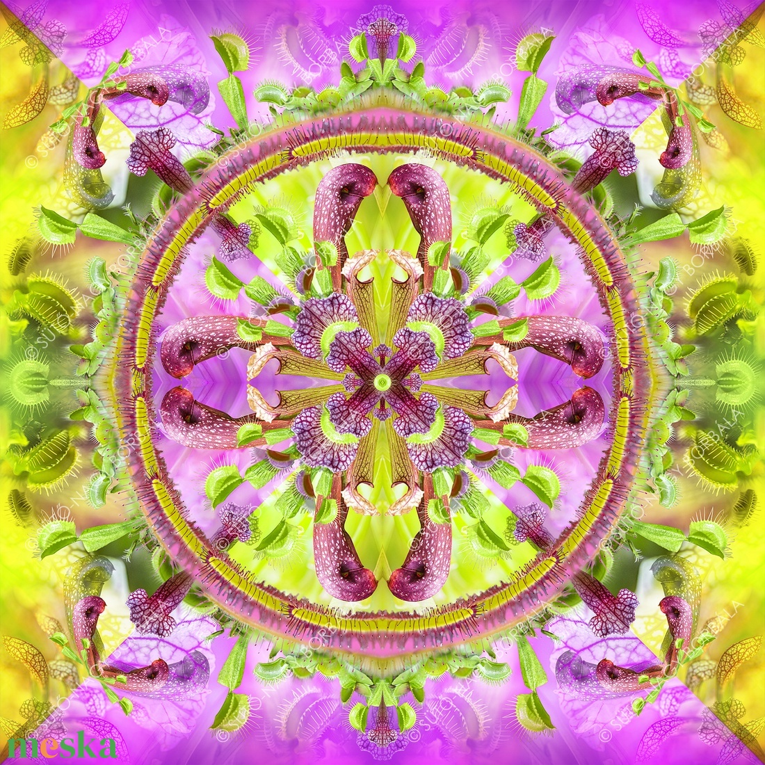 EXOTIKALEIDOSCOPE: HÚSEVŐ NÖVÉNYEK - otthon & életmód - dekoráció - kép & falikép - vászonkép - Meska.hu EXOTIKALEIDOSCOPE: HÚSEVŐ NÖVÉNYEK - otthon & életmód - dekoráció - kép & falikép - vászonkép - Meska.hu