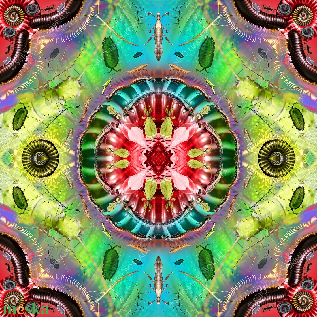 EXOTIKALEIDOSCOPE: ÍZELTLÁBÚAK - otthon & életmód - dekoráció - kép & falikép - vászonkép - Meska.hu EXOTIKALEIDOSCOPE: ÍZELTLÁBÚAK - otthon & életmód - dekoráció - kép & falikép - vászonkép - Meska.hu