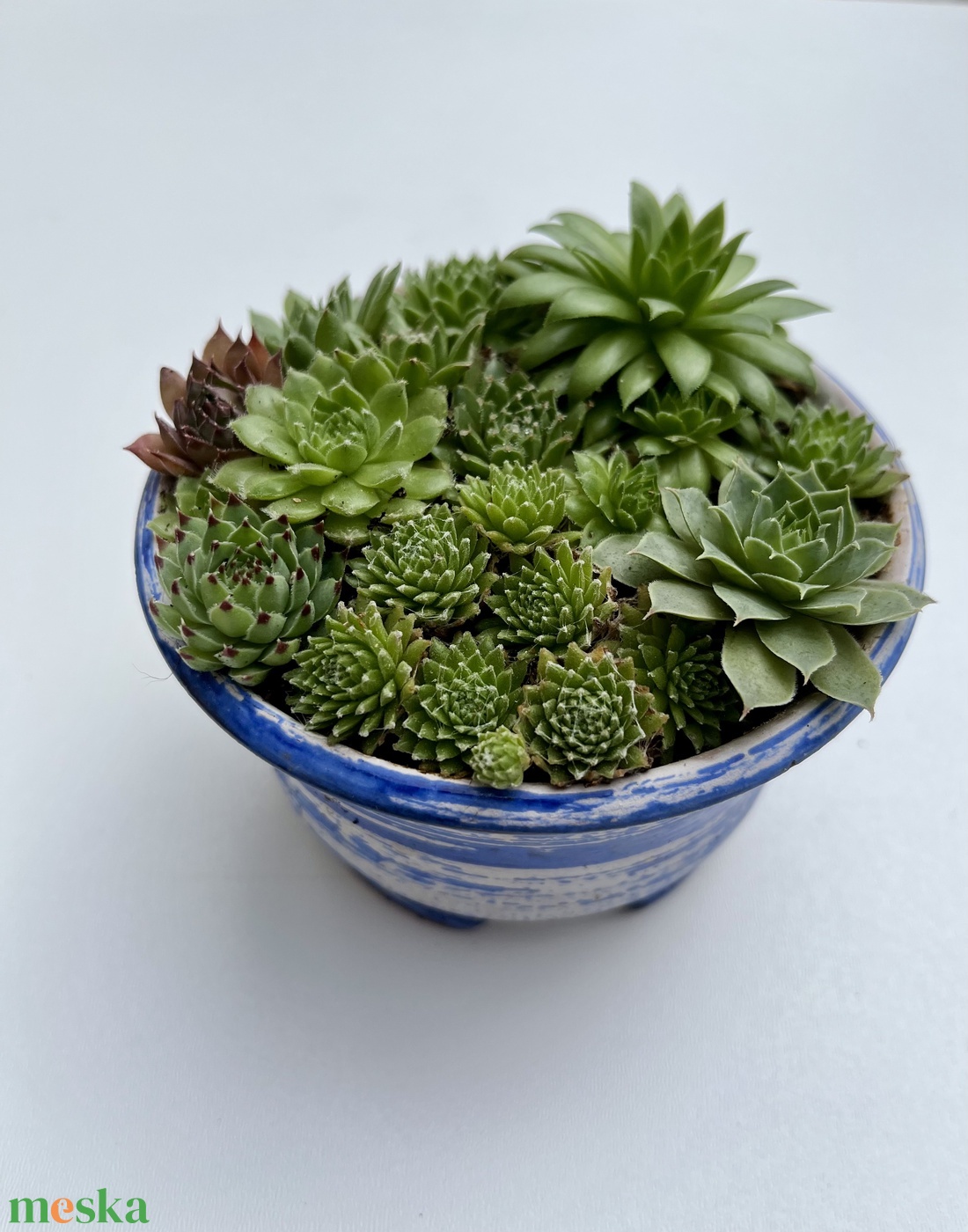Mini kaspós kövirózsák - otthon & életmód - dekoráció - virágdísz és tartó - cserép & kaspó - Meska.hu Mini kaspós kövirózsák - otthon & életmód - dekoráció - virágdísz és tartó - cserép & kaspó - Meska.hu