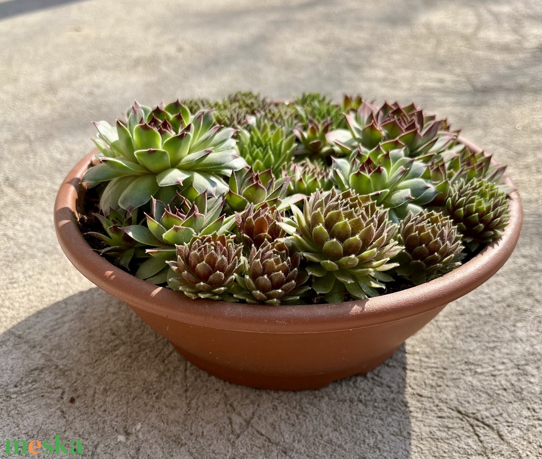 Kövirózsa műanyag tálban - otthon & életmód - dekoráció - asztal és polc dekoráció - asztaldísz - Meska.hu