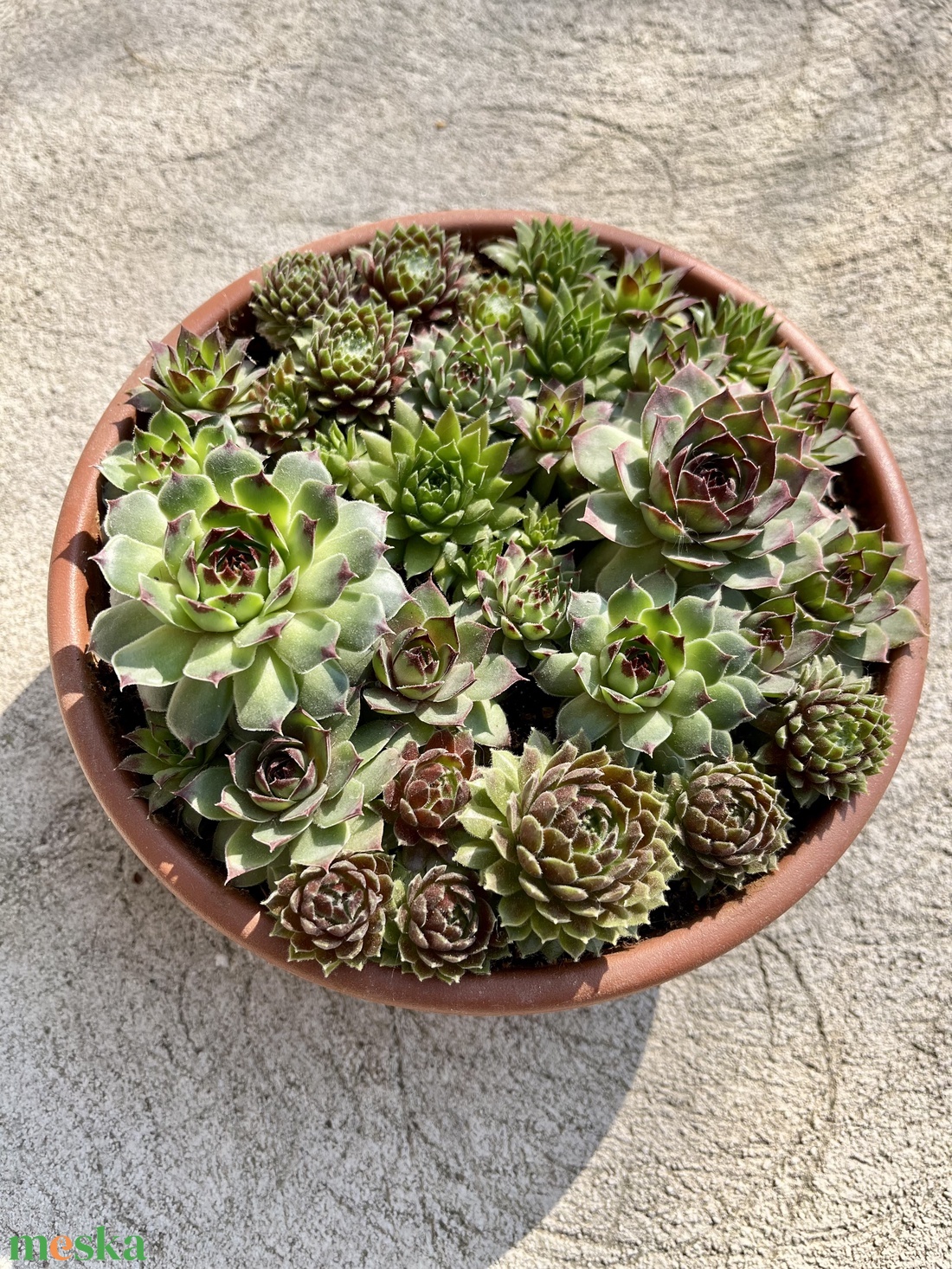 Kövirózsa műanyag tálban - otthon & életmód - dekoráció - asztal és polc dekoráció - asztaldísz - Meska.hu