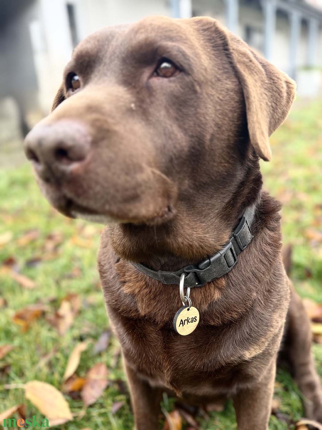 Személyre szabott kutyabiléta - otthon & életmód - kisállatoknak - kutyáknak - kutya biléta - Meska.hu