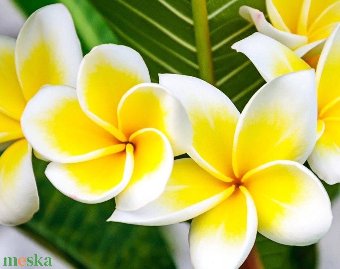 Plumeria királykék bőr tolltartó - otthon & életmód - papír, írószer - tolltartó & ceruzatekercs - Meska.hu Plumeria királykék bőr tolltartó - otthon & életmód - papír, írószer - tolltartó & ceruzatekercs - Meska.hu