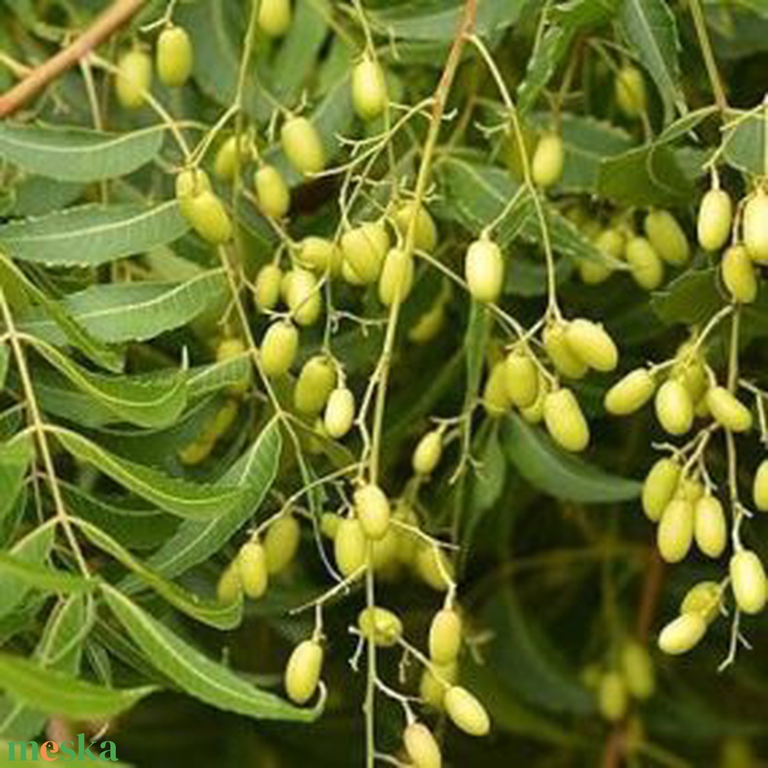 Neem olaj 100 ml -  - Meska.hu