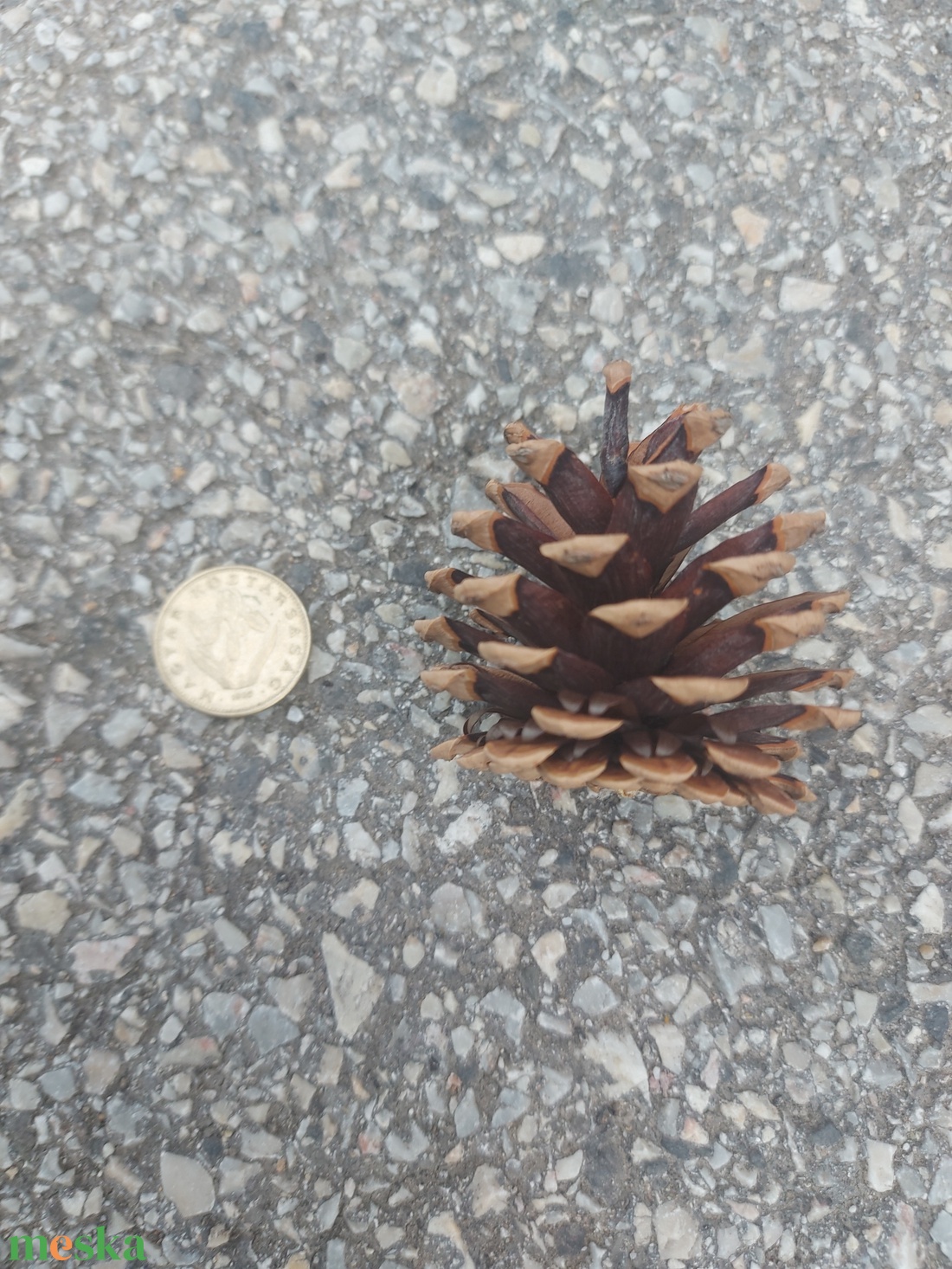 Toboz  10db/csomag dekorációhoz - kellékek & szerszámok - dekorációs kellékek - toboz - Meska.hu