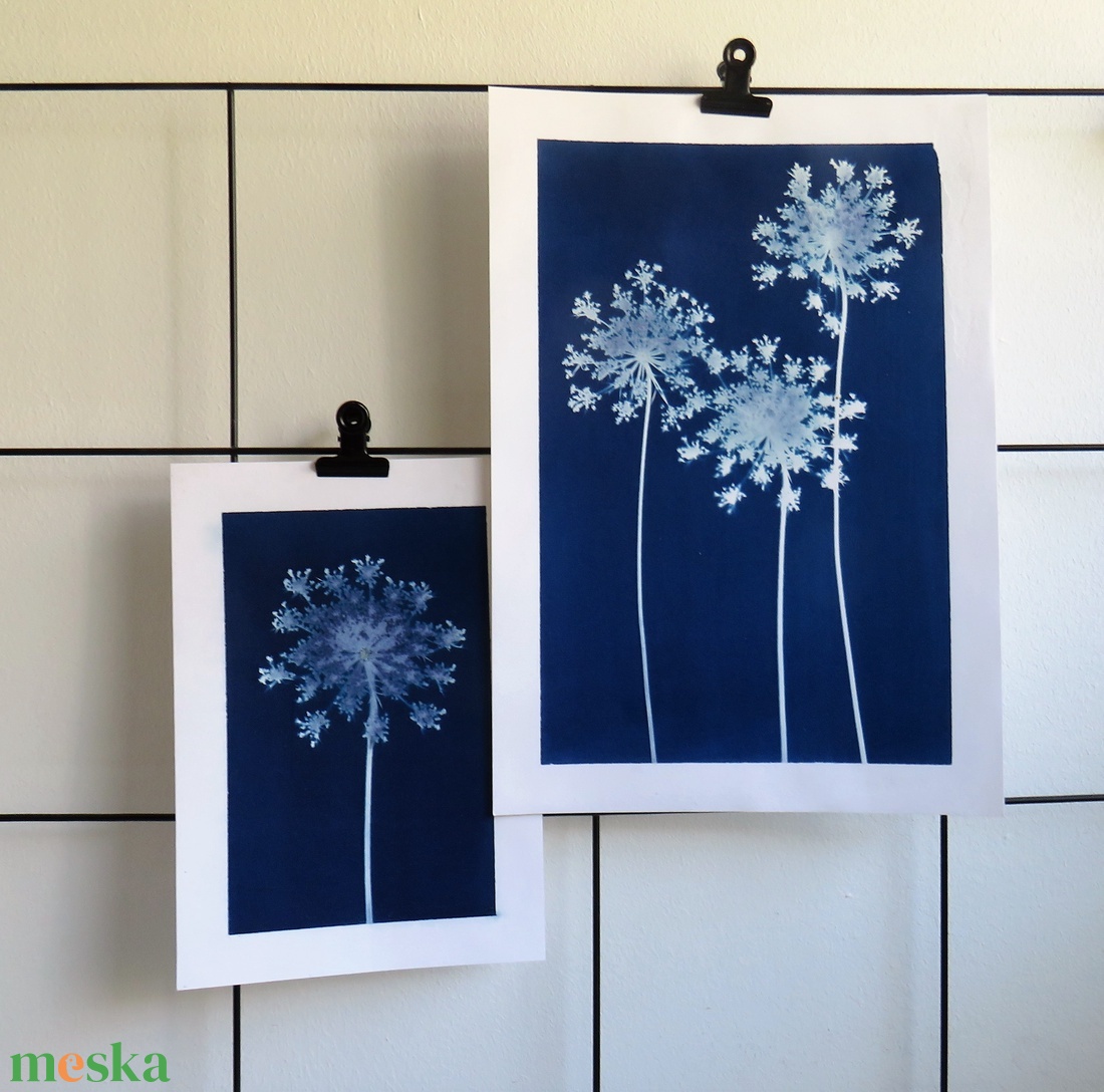 Cianotípia nyomat - Daucus carota, A4-es méretben - művészet - fotográfia - természetfotó - Meska.hu