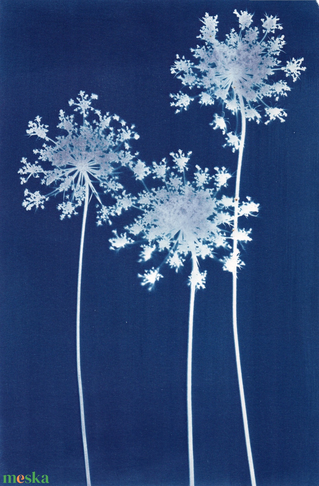 Cianotípia nyomat - Daucus carota, A4-es méretben - művészet - fotográfia - természetfotó - Meska.hu
