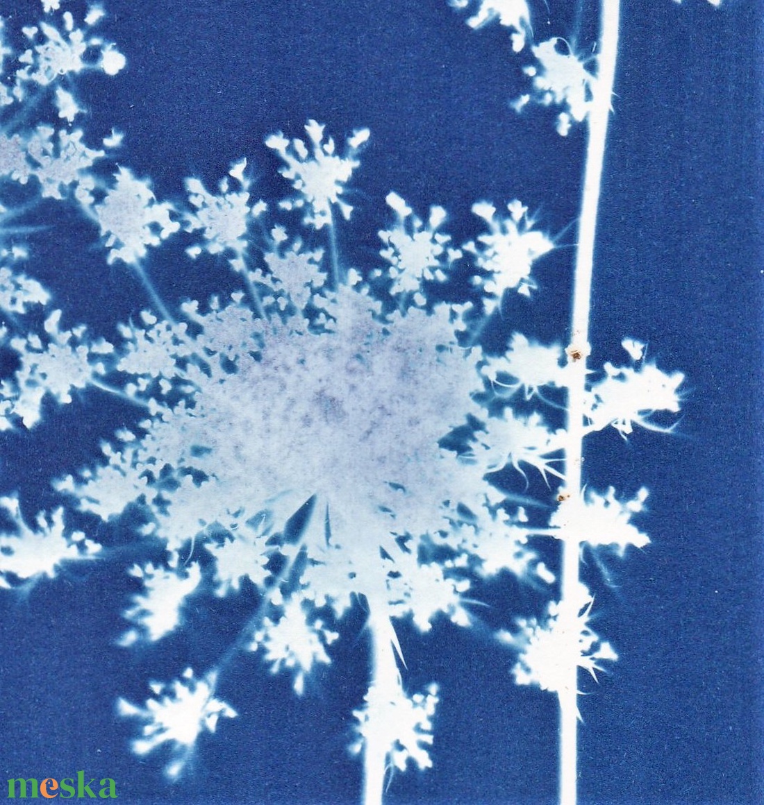 Cianotípia nyomat - Daucus carota, A4-es méretben - művészet - fotográfia - természetfotó - Meska.hu
