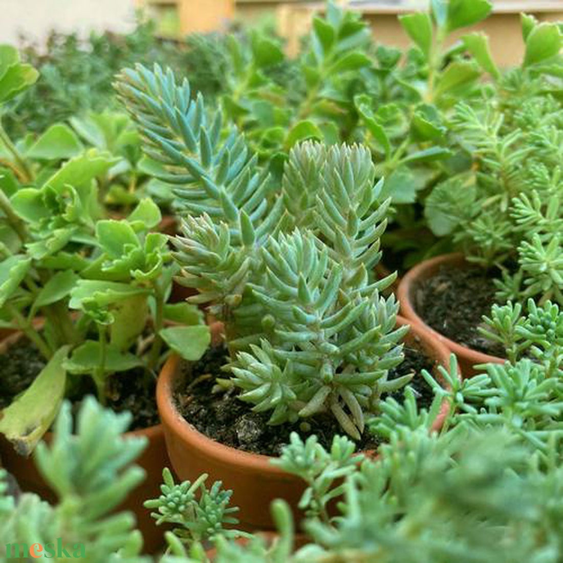 Pozsgások mini cserépben - esküvő - emlék & ajándék - köszönőajándék - Meska.hu