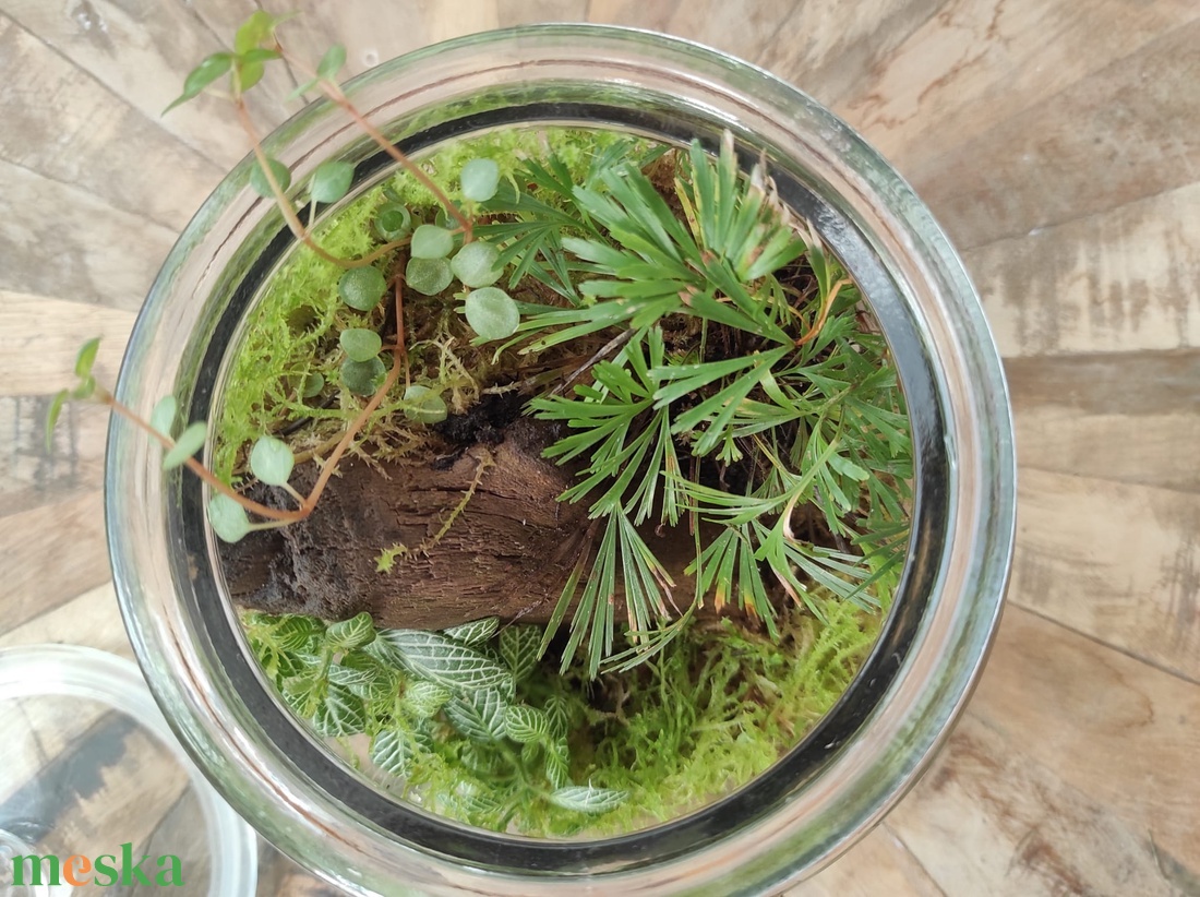 Mini dzsungel florárium - Zárt ökoszisztéma párakedvelő növényekkel - otthon & életmód - dekoráció - asztal és polc dekoráció - florárium, terrárium - Meska.hu