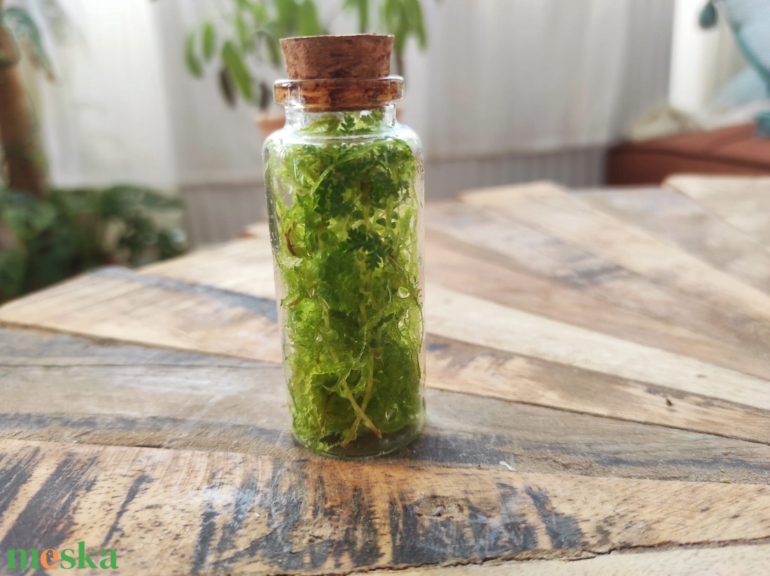 Természet-kapszula � Kézműves mini florárium ajándékkísérőnek - otthon & életmód - dekoráció - asztal és polc dekoráció - florárium, terrárium - Meska.hu
