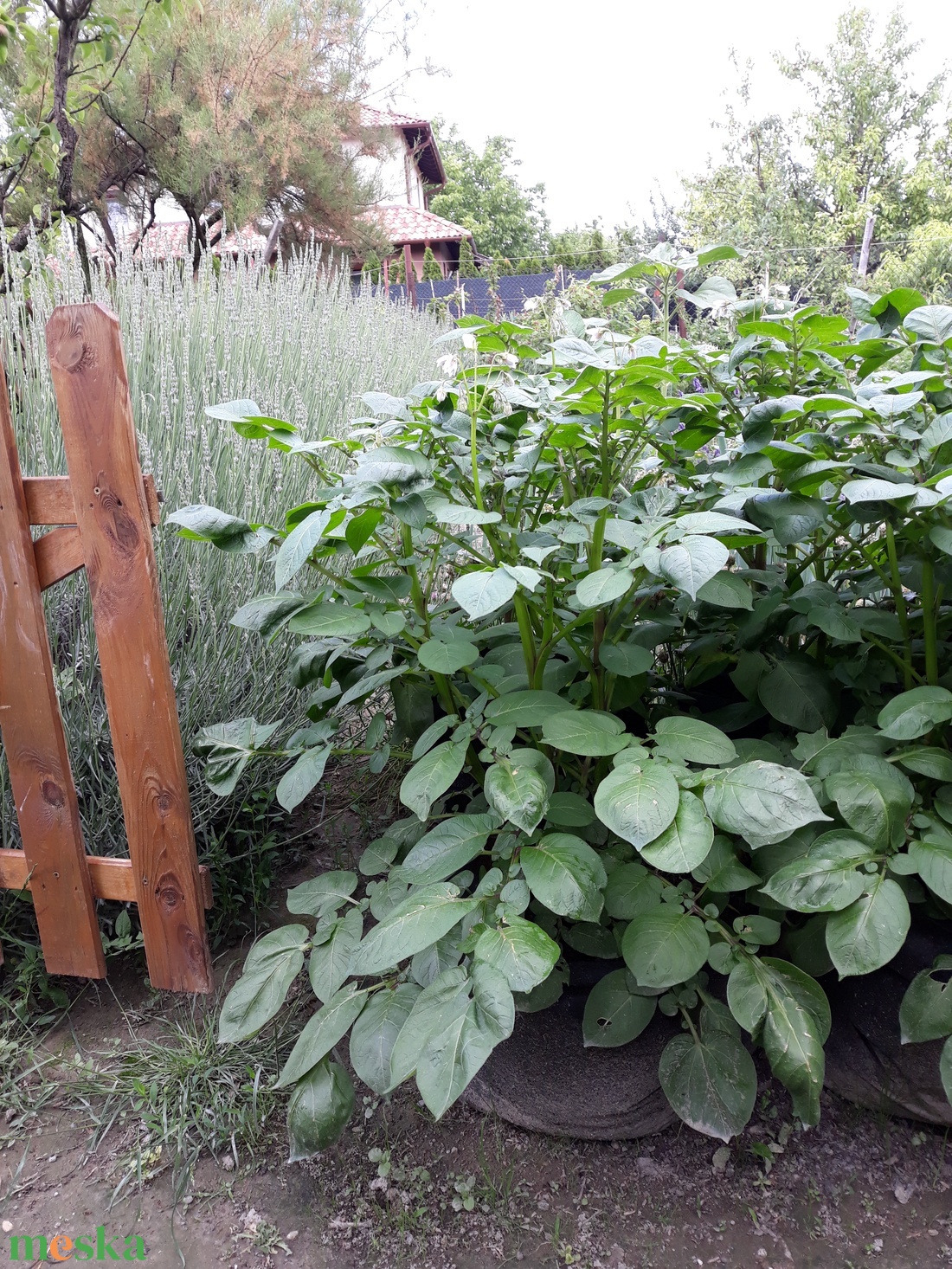 (3 db/cs) Ültető zsák paradicsom, paprika, uborka, tök, stb, és burgonya termesztéséhez/ 30 átmérőjű, 55 cm magas  /   - otthon & életmód - ház & kert - növény & veteményes - Meska.hu