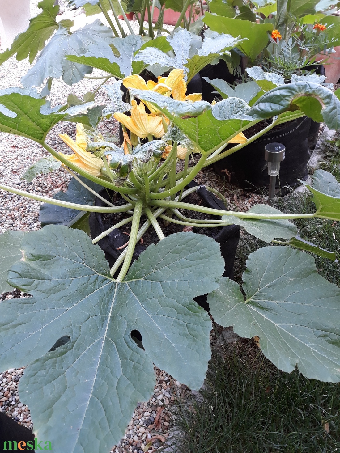 Ültető zsák 40 cm átmérőjű, 55 cm magas/ paradicsom, tök, padlizsán, uborka, saláta, stb. termesztéséhez - otthon & életmód - ház & kert - virágláda, balkonláda - Meska.hu Ültető zsák 40 cm átmérőjű, 55 cm magas/ paradicsom, tök, padlizsán, uborka, saláta, stb. termesztéséhez - otthon & életmód - ház & kert - virágláda, balkonláda - Meska.hu