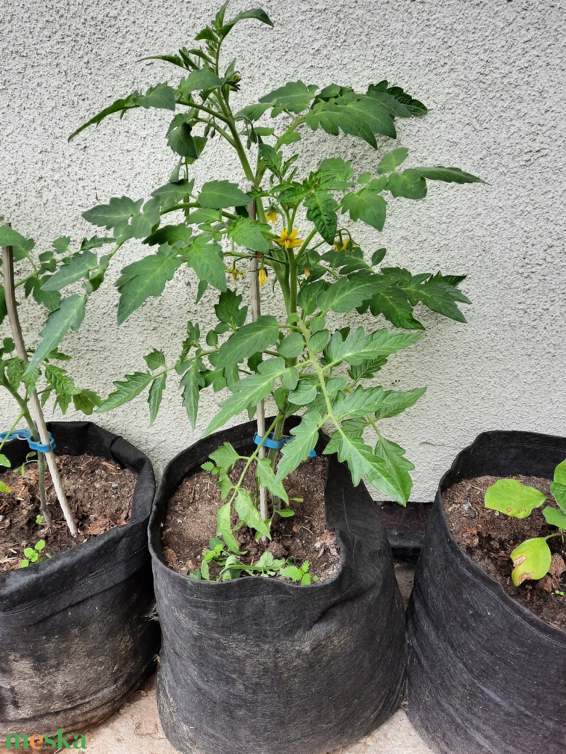 Ültető zsák 35 cm átmérőjű, 45 cm magas / paradicsom, tök, padlizsán, uborka, saláta, stb. termesztéséhez - otthon & lakás - ház & kert - növény & veteményes - Meska.hu Ültető zsák 35 cm átmérőjű, 45 cm magas / paradicsom, tök, padlizsán, uborka, saláta, stb. termesztéséhez - otthon & lakás - ház & kert - növény & veteményes - Meska.hu
