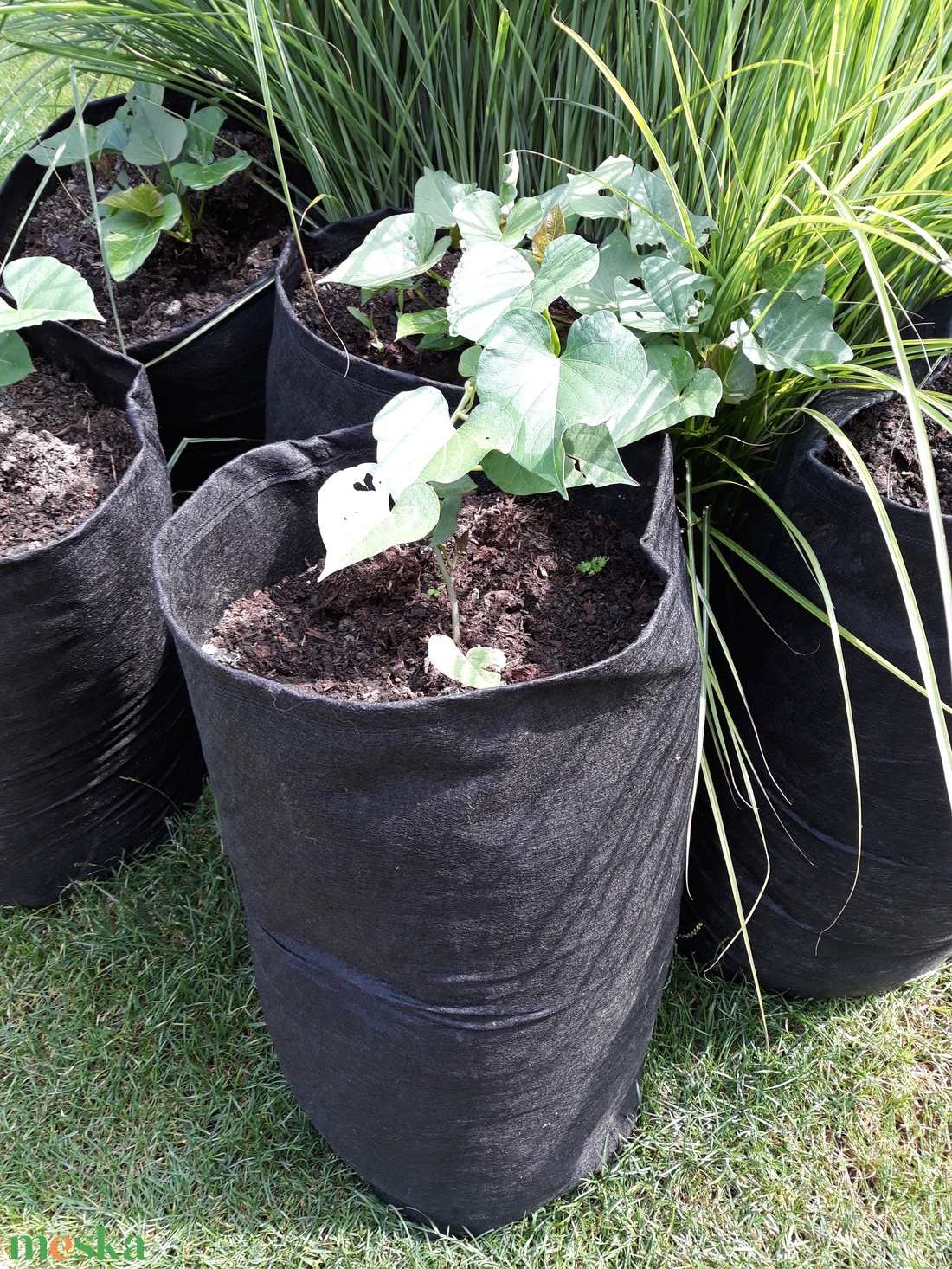 Ültető zsák 30 cm átmérőjű, 70 cm magas / burgonya és édesburgonya termesztéséhez - otthon & életmód - ház & kert - növény & veteményes - Meska.hu Ültető zsák 30 cm átmérőjű, 70 cm magas / burgonya és édesburgonya termesztéséhez - otthon & életmód - ház & kert - növény & veteményes - Meska.hu