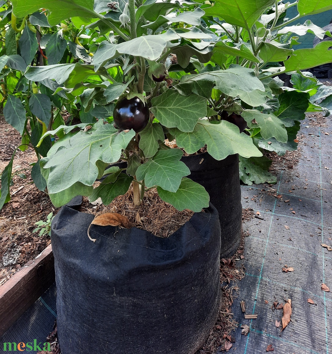 Ültető zsák 30 cm átmérőjű, 45 cm magas / paradicsom, tök, padlizsán, uborka, saláta, stb. termesztéséhez - otthon & életmód - ház & kert - növény & veteményes - Meska.hu Ültető zsák 30 cm átmérőjű, 45 cm magas / paradicsom, tök, padlizsán, uborka, saláta, stb. termesztéséhez - otthon & életmód - ház & kert - növény & veteményes - Meska.hu