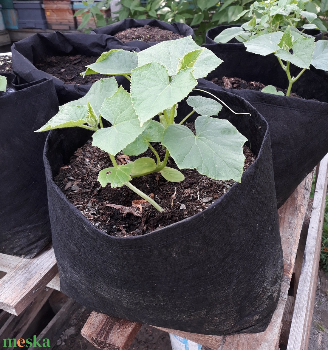 Ültető zsák 30 cm átmérőjű, 25 cm magas / eper, saláta, uborka, fűszerek, stb. termesztéséhez - otthon & életmód - ház & kert - növény & veteményes - Meska.hu Ültető zsák 30 cm átmérőjű, 25 cm magas / eper, saláta, uborka, fűszerek, stb. termesztéséhez - otthon & életmód - ház & kert - növény & veteményes - Meska.hu