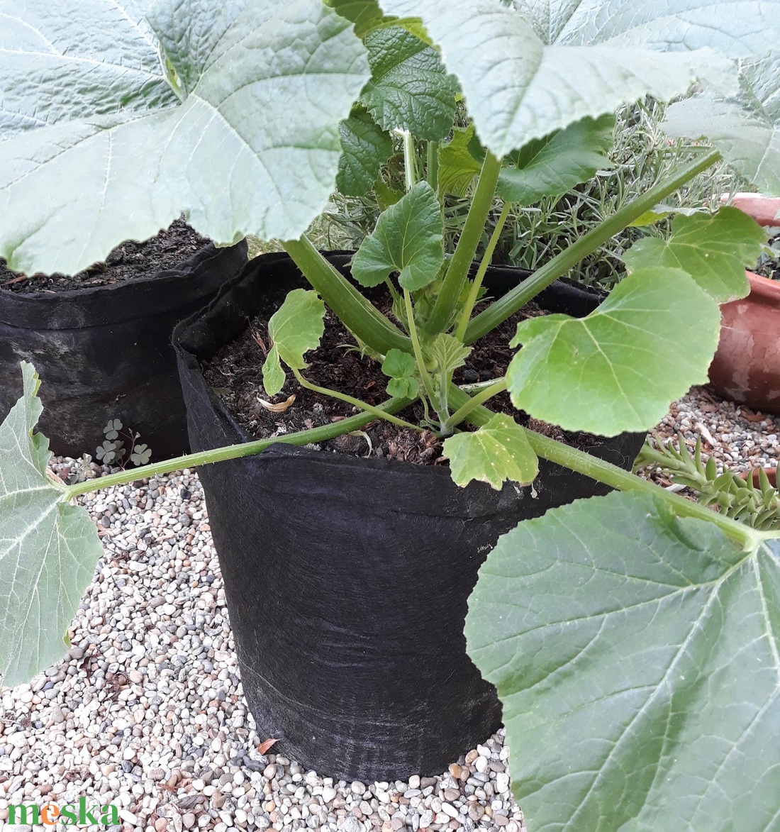 (5 db/cs) Ültető zsák 35 cm átmérőjű, 45 cm magas/ paradicsom, tök, padlizsán, uborka, saláta, stb. termesztéséhez - otthon & életmód - ház & kert - növény & veteményes - Meska.hu (5 db/cs) Ültető zsák 35 cm átmérőjű, 45 cm magas/ paradicsom, tök, padlizsán, uborka, saláta, stb. termesztéséhez - otthon & életmód - ház & kert - növény & veteményes - Meska.hu